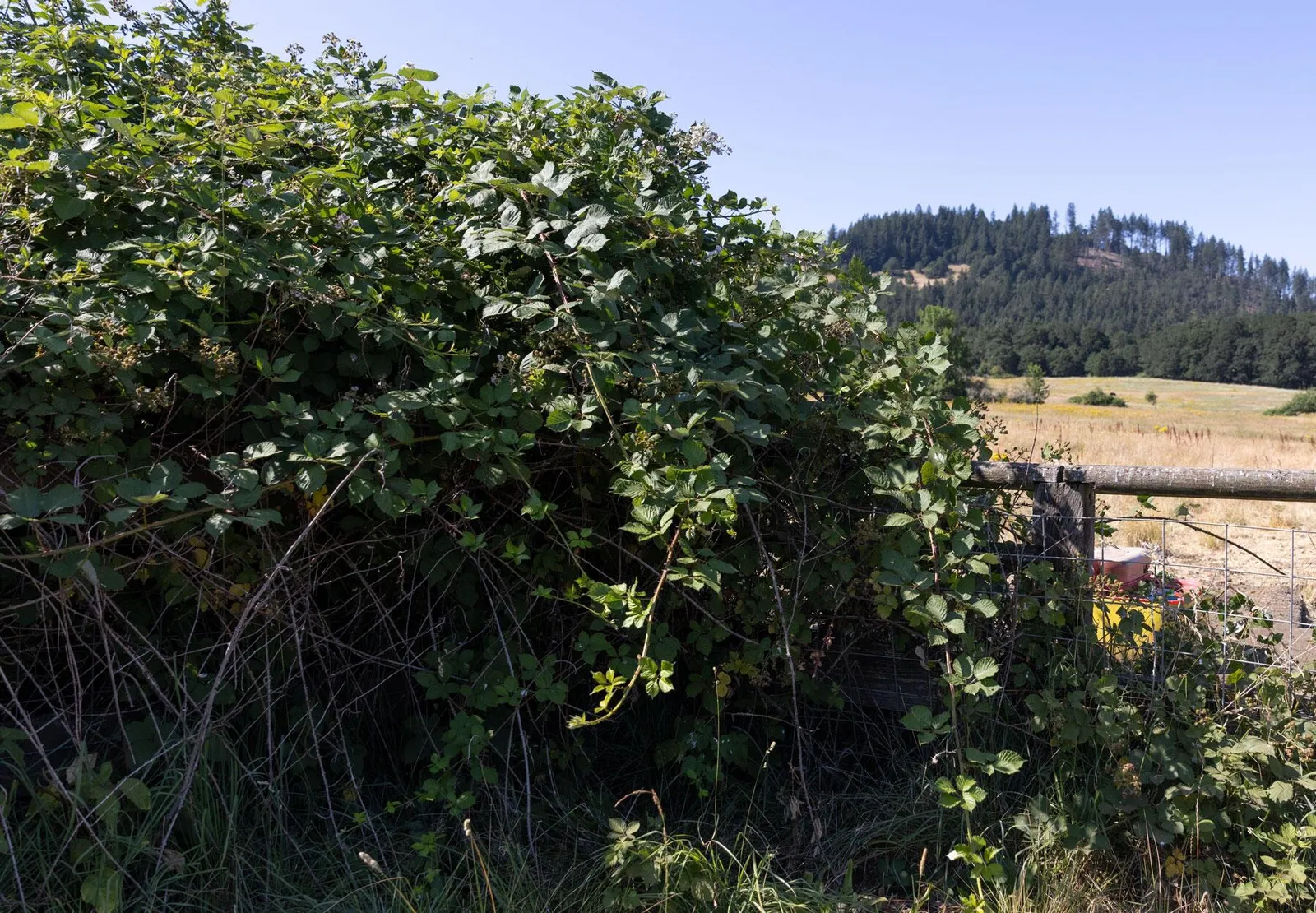 Blackberry brambles swallowing a fence line at the edge of a dry grass field below a forested hillside