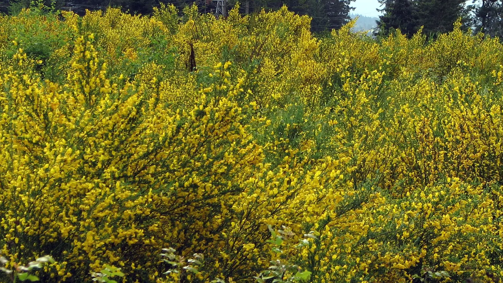 Dense brush thicket of blooming Scotch broom filling an open field in front of a conifer treeline
