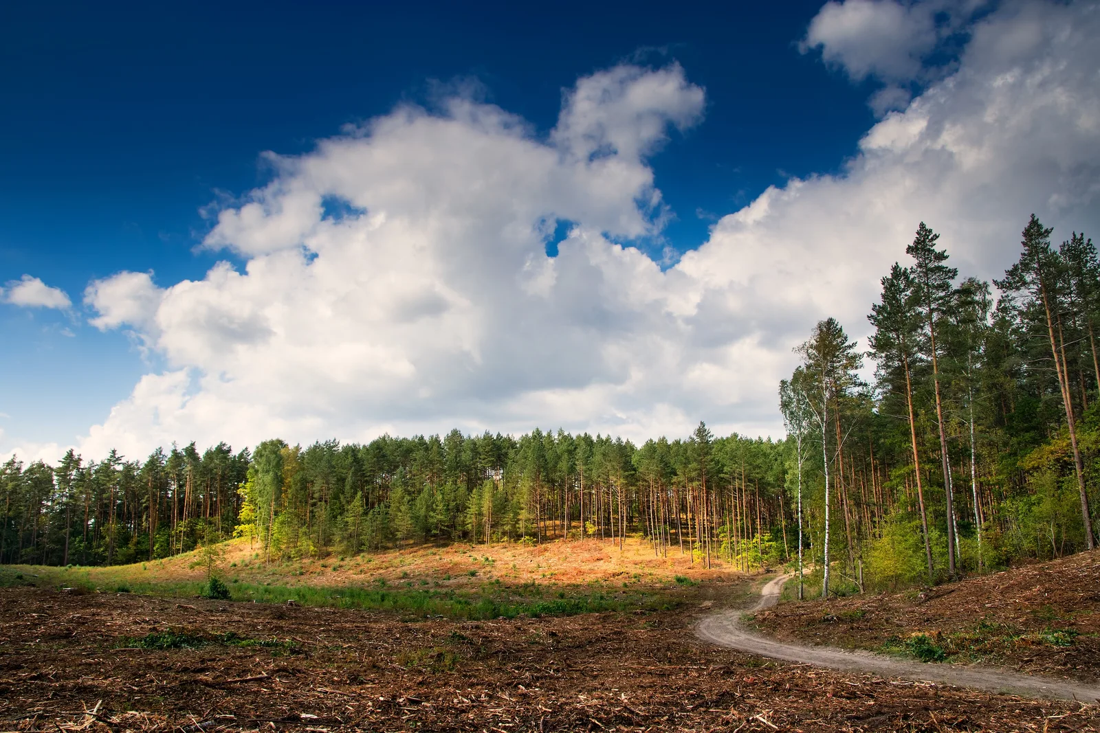 Freshly cleared ground on a wooded lot with a new dirt access lane curving into the standing pine and birch under a bright sky