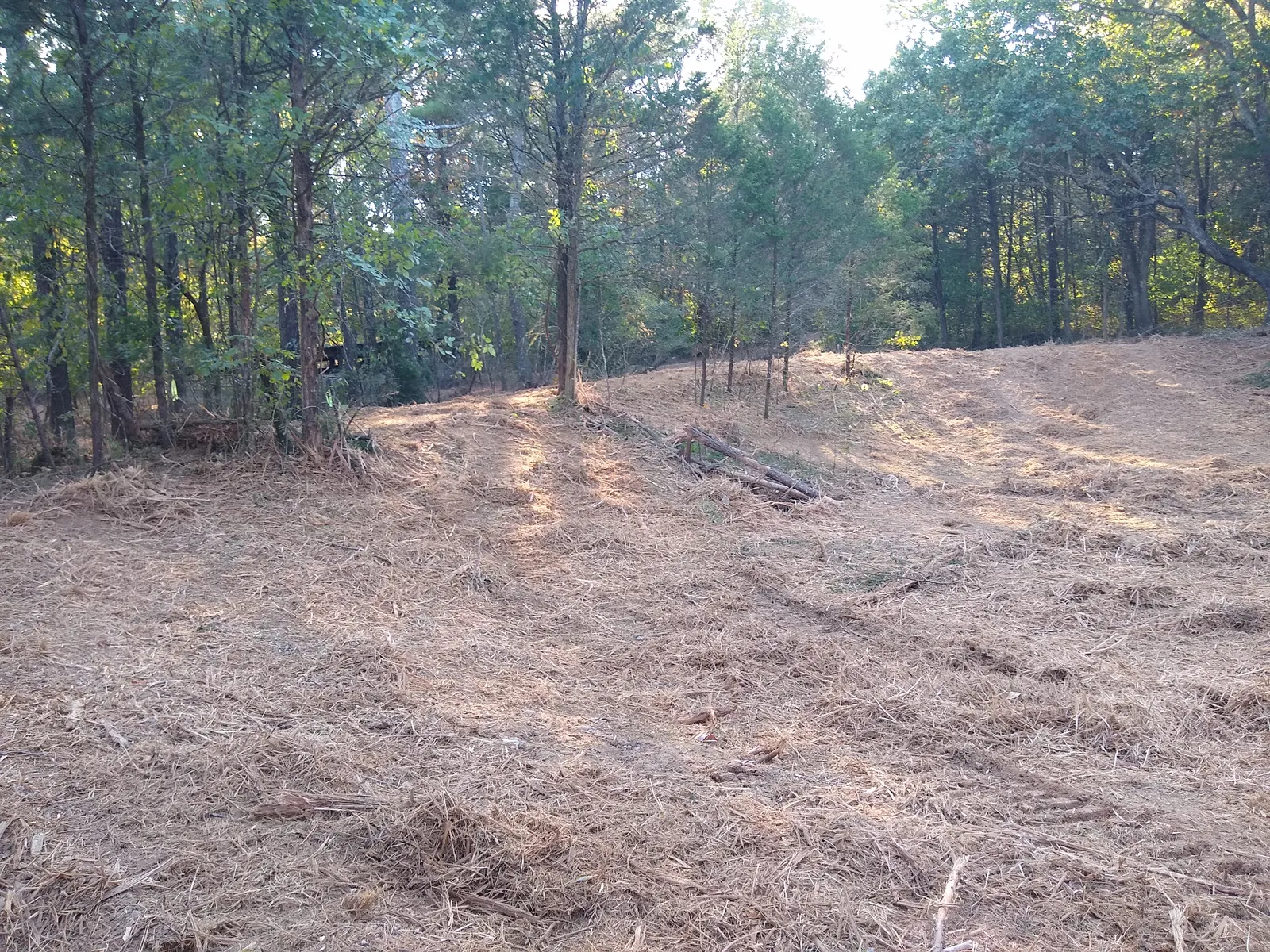 Freshly cleared ground covered in wood chips, with green trees left standing along the edges