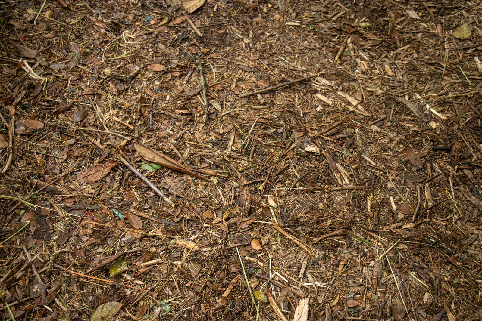 Ground covered in a fresh layer of wood chip mulch left behind after forestry mulching