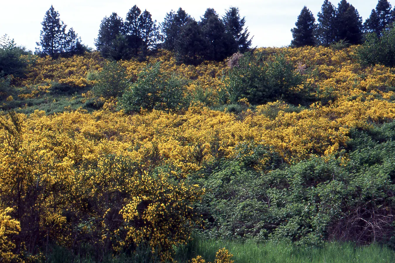 Hillside Clearing in Lebanon, OR