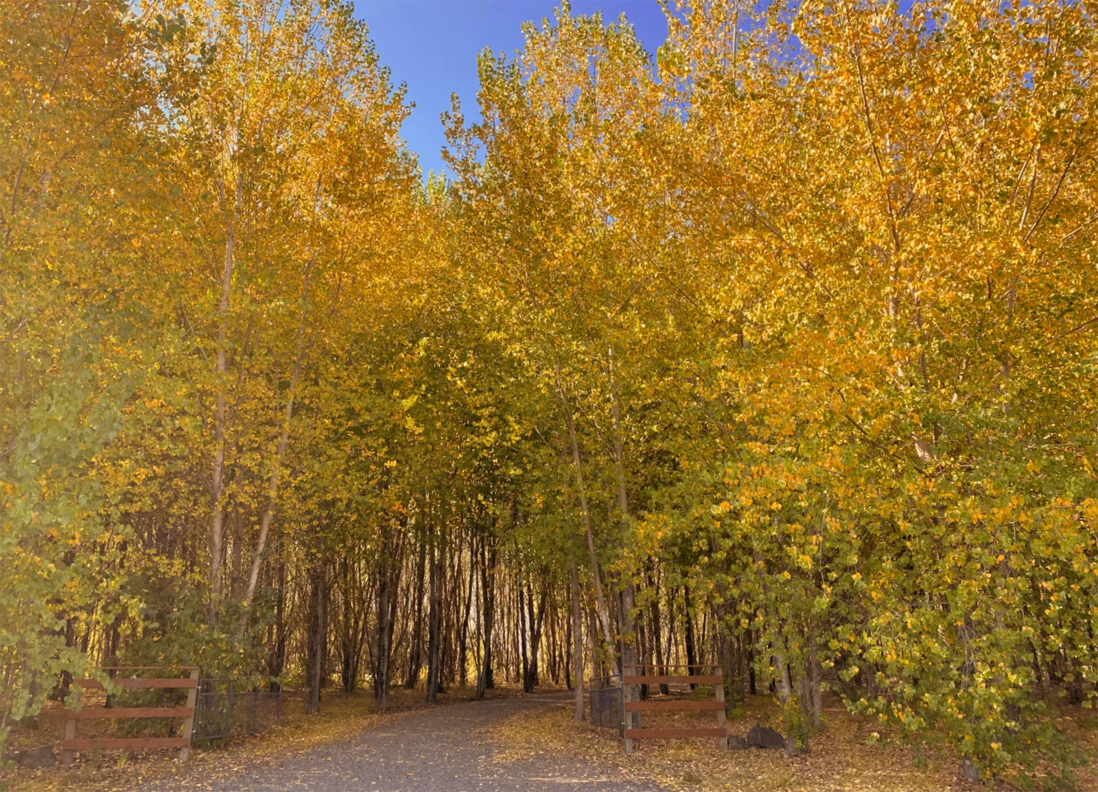 Gravel farm lane and gate under fall-gold trees in the Willamette Valley, the farm country Junction City, Oregon sits in