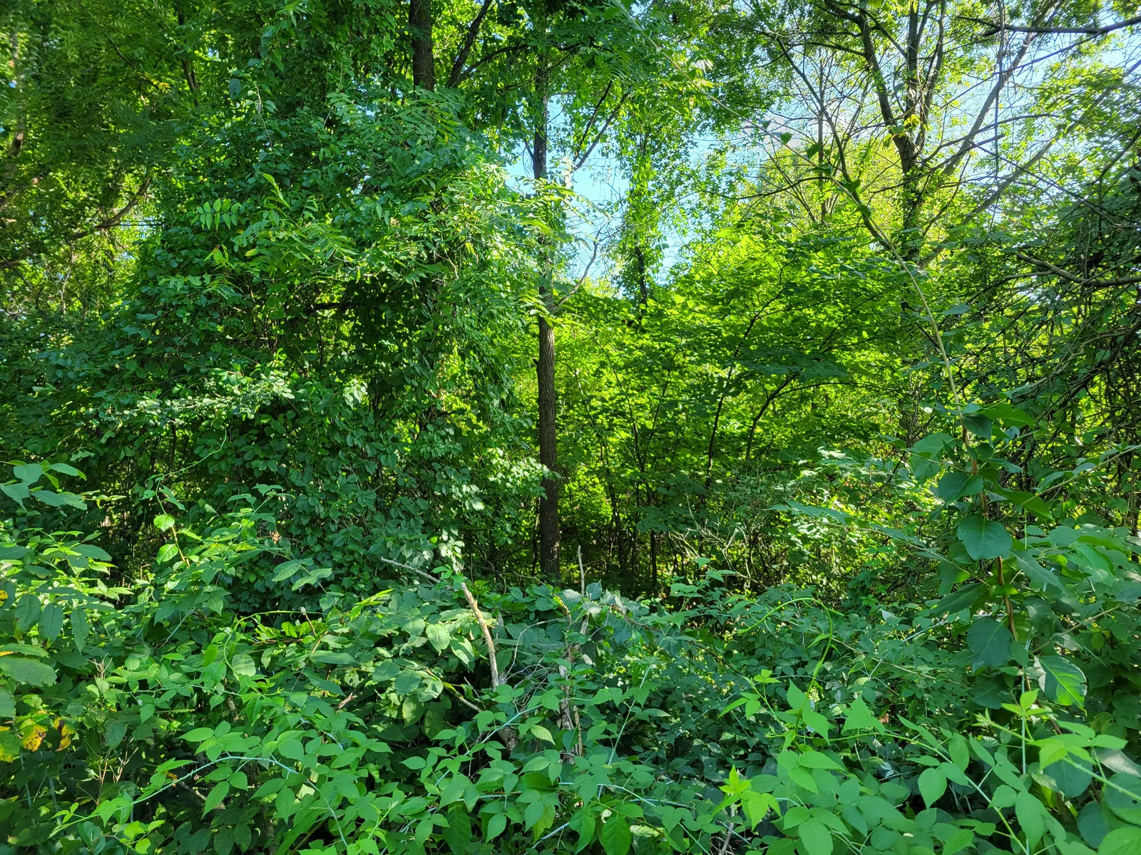 Overgrown brush field in the Willamette Valley waiting to be cleared