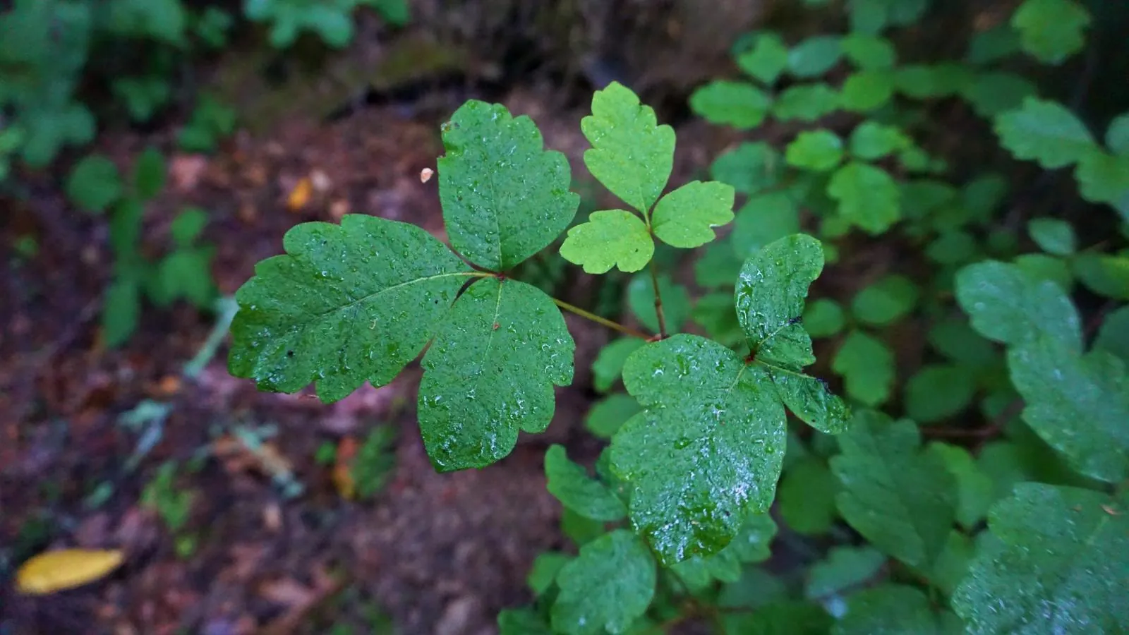 Three-leaflet poison oak leaves wet with rain above a dark forest floor