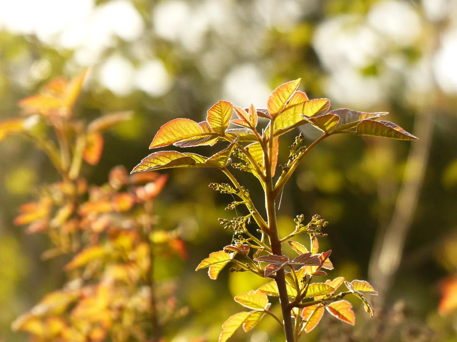 Poison oak shoot with orange and red new leaves and flower buds, lit by low sun