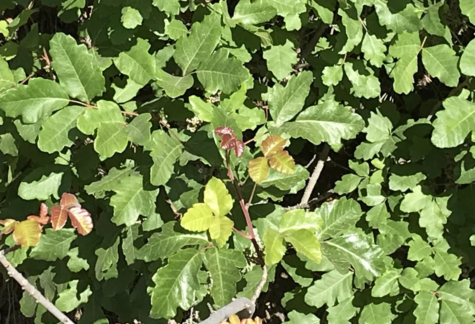 Poison Oak Removal in Lebanon, OR